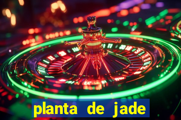 planta de jade significado espiritual